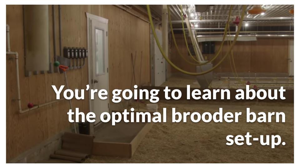 The optimal brooder barn set-up