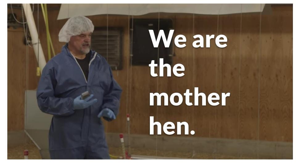 We are the mother hen