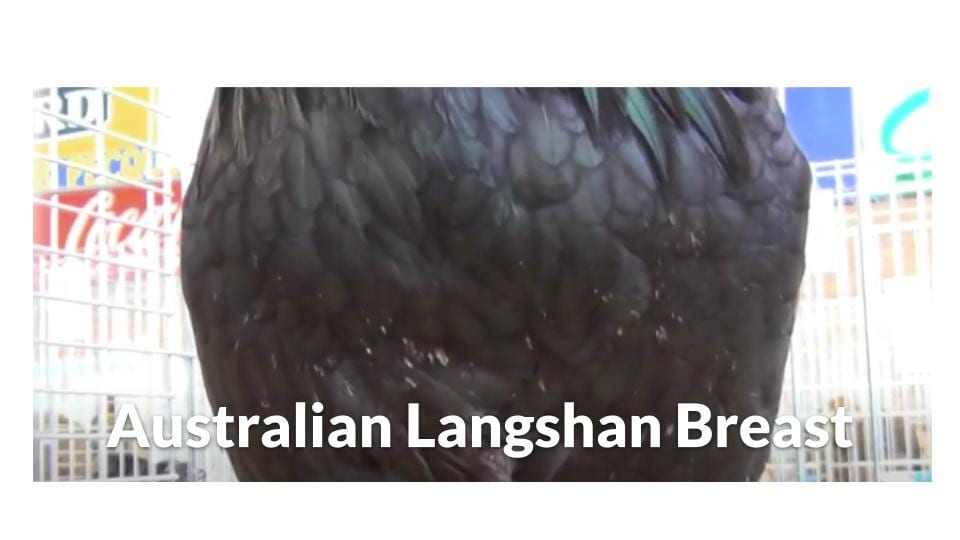 Australian Langshan Breast