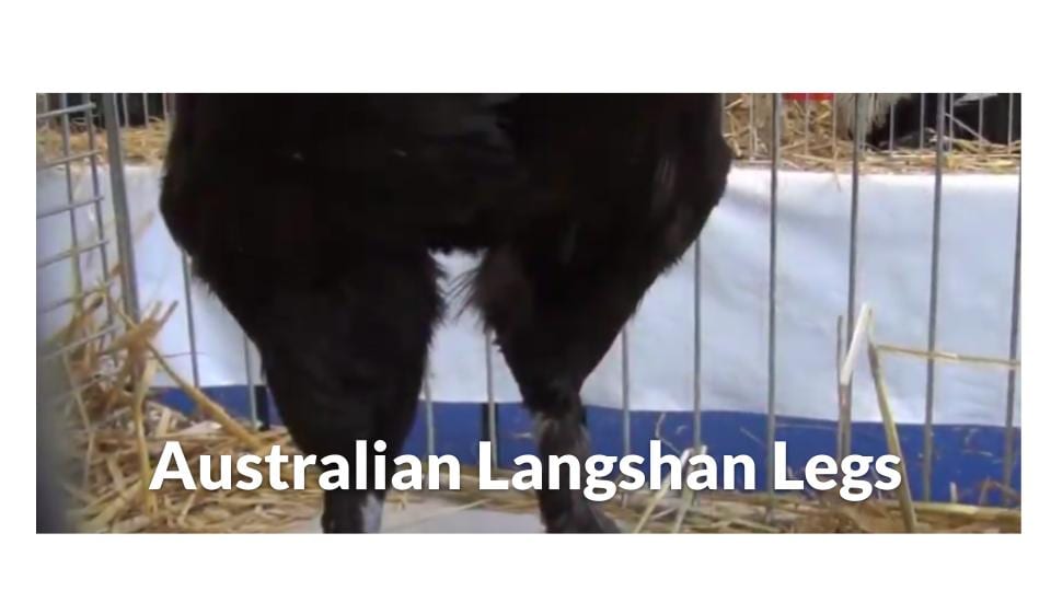 Australian Langshan Legs
