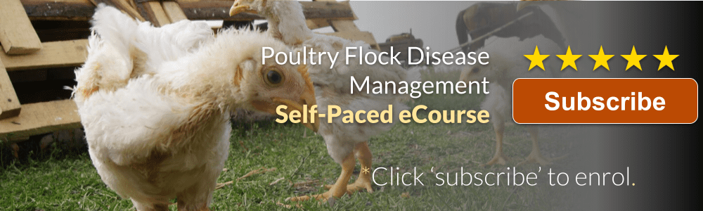 Poultry Flock Disease Management Banner