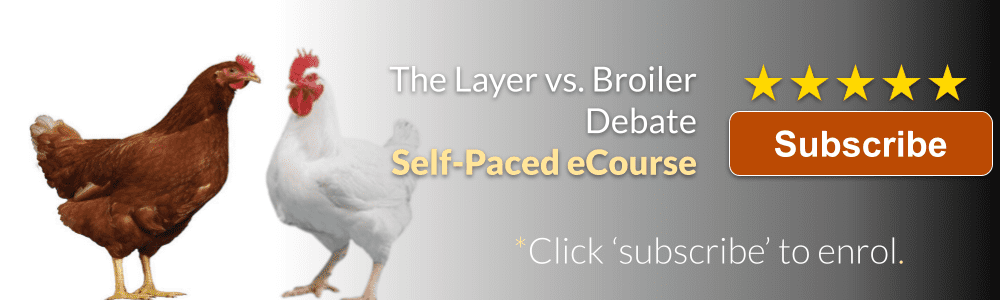 The Layer vs Broiler Debate Banner