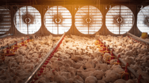 Ventilation fans in a poultry house