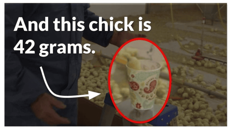 day old broiler chick weighin 42g in a plastic cup